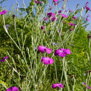 Lychnis coronaria